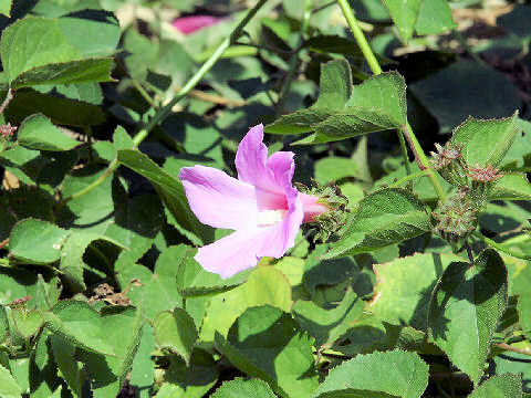 Hibiscus costatus