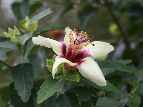 Hibiscus insularis