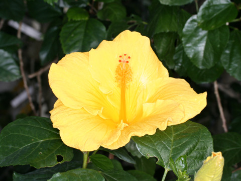 Hibiscus cv. Betty Yellow