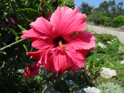 Hibiscus cv.