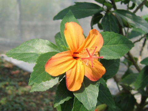 Hibiscus kokio ssp. saintjohnianus