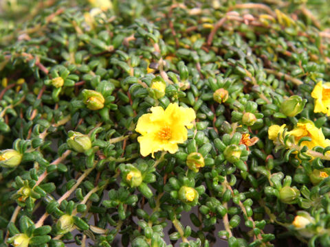 Hibbertia serpyllifolia cv. Happy Yellow