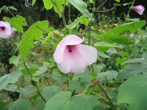 Hibiscus furcellatus var. youngianus