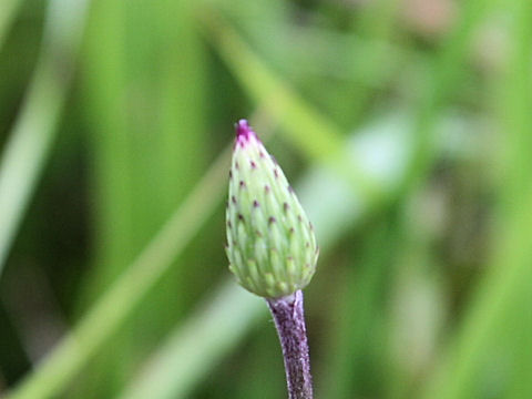 Cirsium hida-paludosum