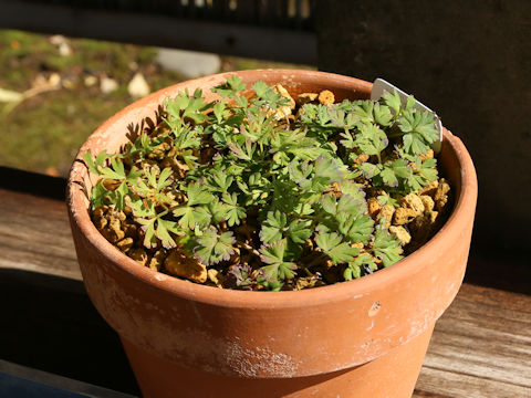Callianthemum miyabeanum