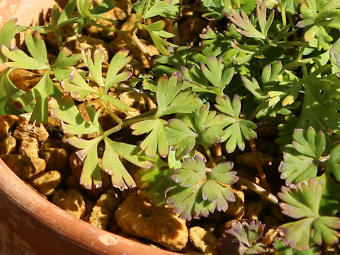 Callianthemum miyabeanum