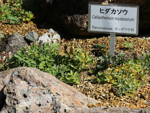 Callianthemum miyabeanum