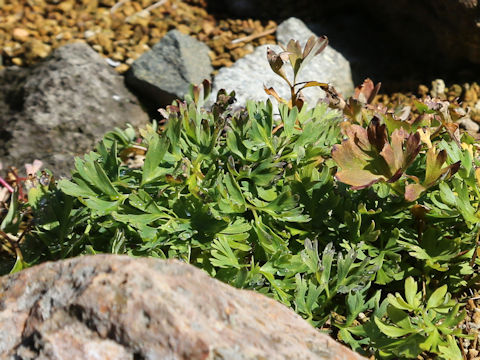 Callianthemum miyabeanum