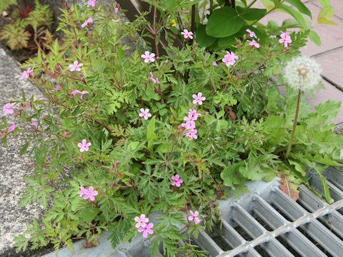 Geranium robertianum