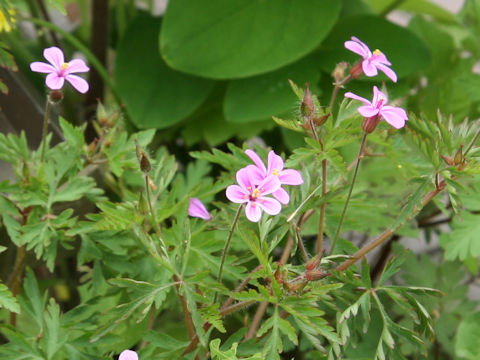 Geranium robertianum