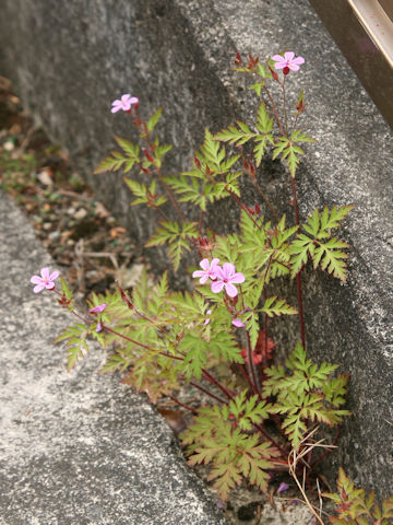 Geranium robertianum