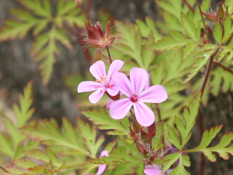 Geranium robertianum