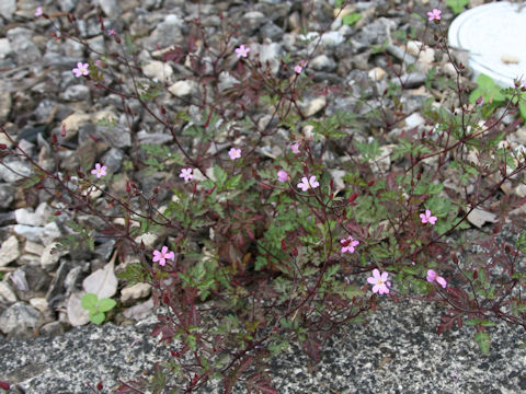 Geranium robertianum
