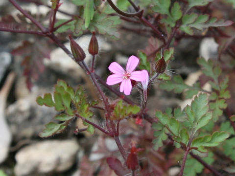 Geranium robertianum