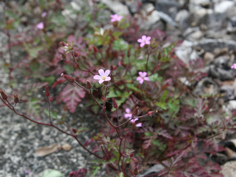 Geranium robertianum