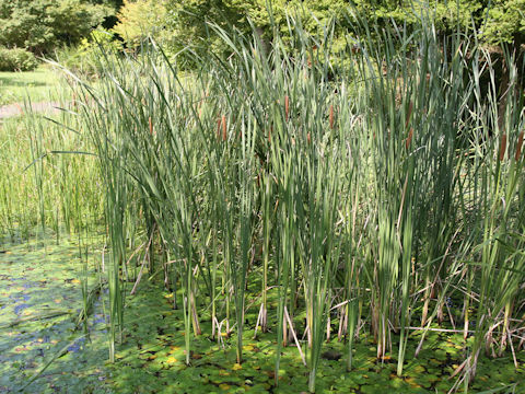 Typha angustifolia