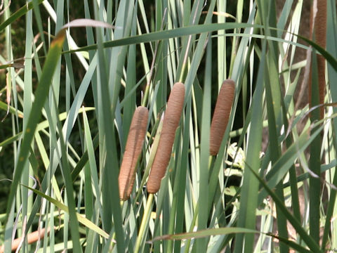 Typha angustifolia