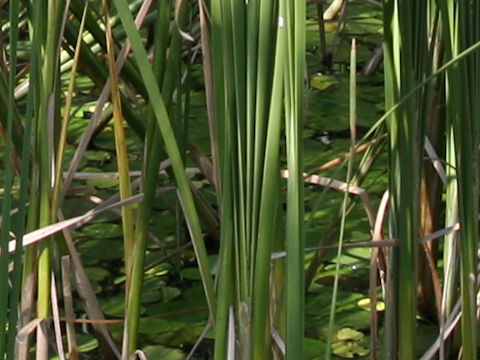 Typha angustifolia