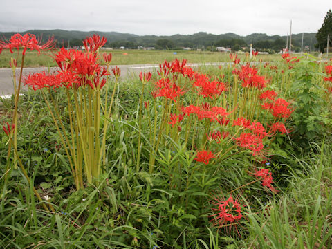 Lycoris radiata