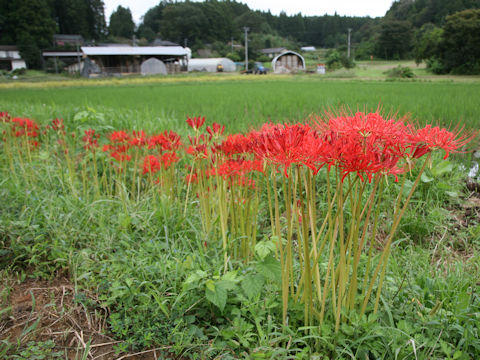 Lycoris radiata