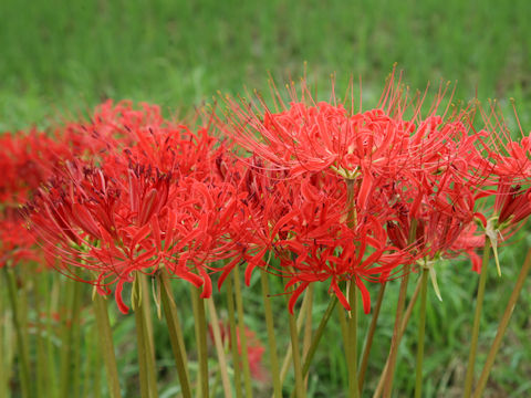 Lycoris radiata