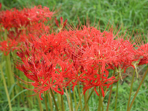 Lycoris radiata