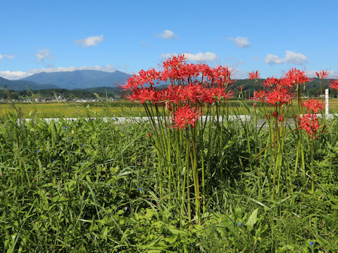 Lycoris radiata