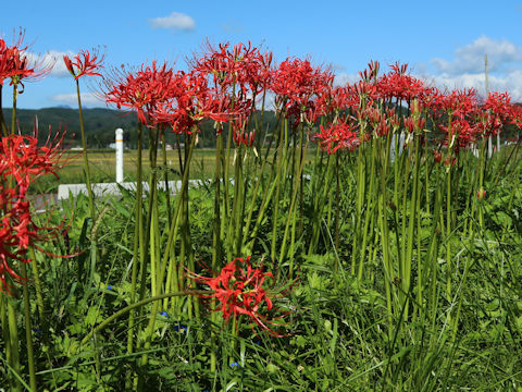 Lycoris radiata