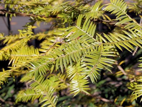 Torreya nucifera f. macrosperma