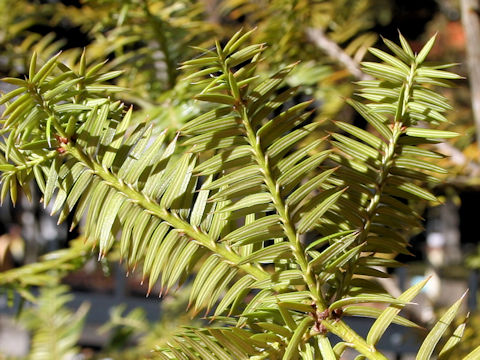 Torreya nucifera f. macrosperma