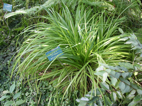 Carex wahuensis var. robusta