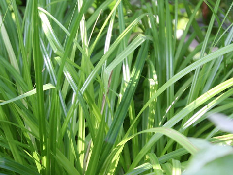 Carex wahuensis var. robusta
