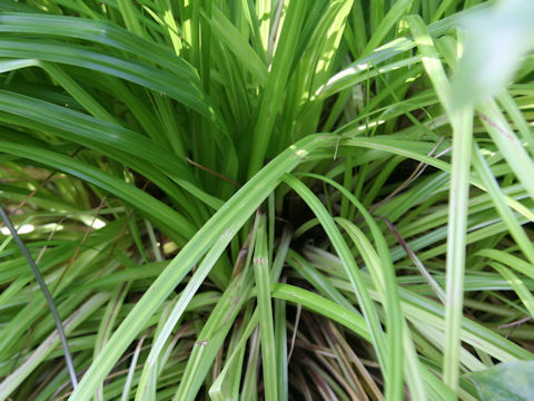 Carex wahuensis var. robusta