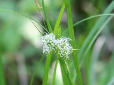 Carex japonica