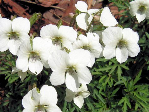 Viola chaerophylloides var. sieboldiana