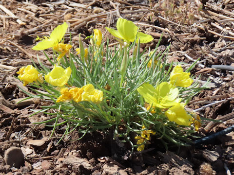 Eschscholzia caespitosa