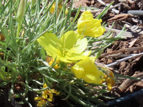 Eschscholzia caespitosa
