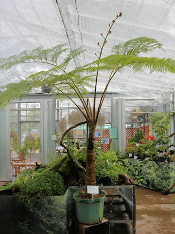 Cyathea lepifera