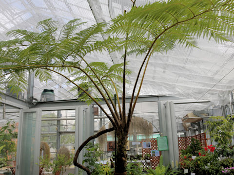 Cyathea lepifera