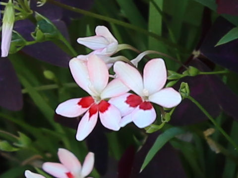 Freesia laxa