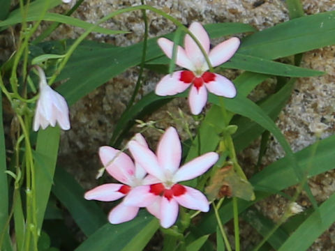 Freesia laxa
