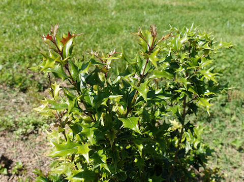 Osmanthus heterophyllus cv. Gulftide