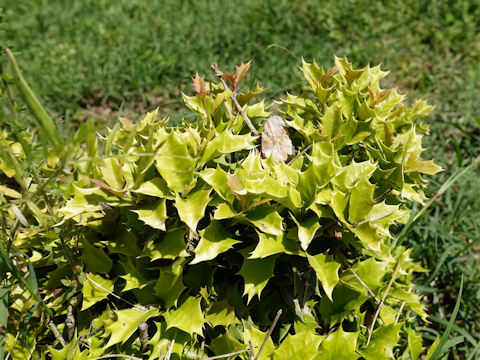 Osmanthus heterophyllus cv. Party Lights