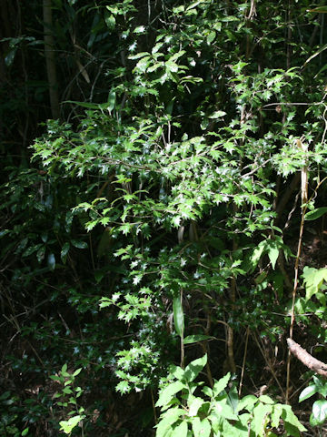 Osmanthus heterophyllus