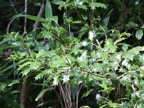 Osmanthus heterophyllus