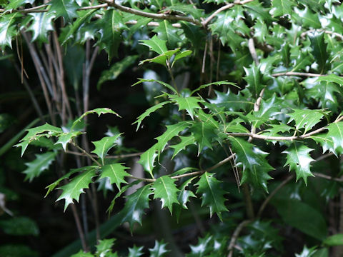 Osmanthus heterophyllus