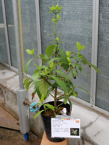 Benkara sinensis