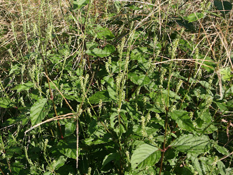 Achyranthes japonica