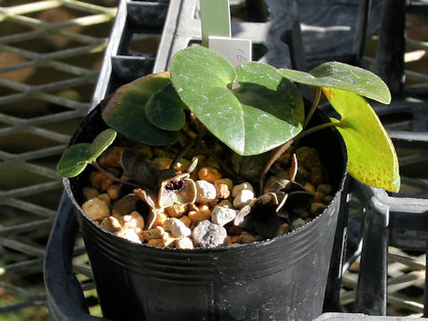 Asarum takaoi