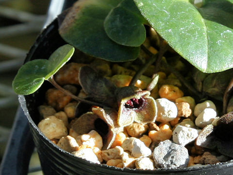 Asarum takaoi